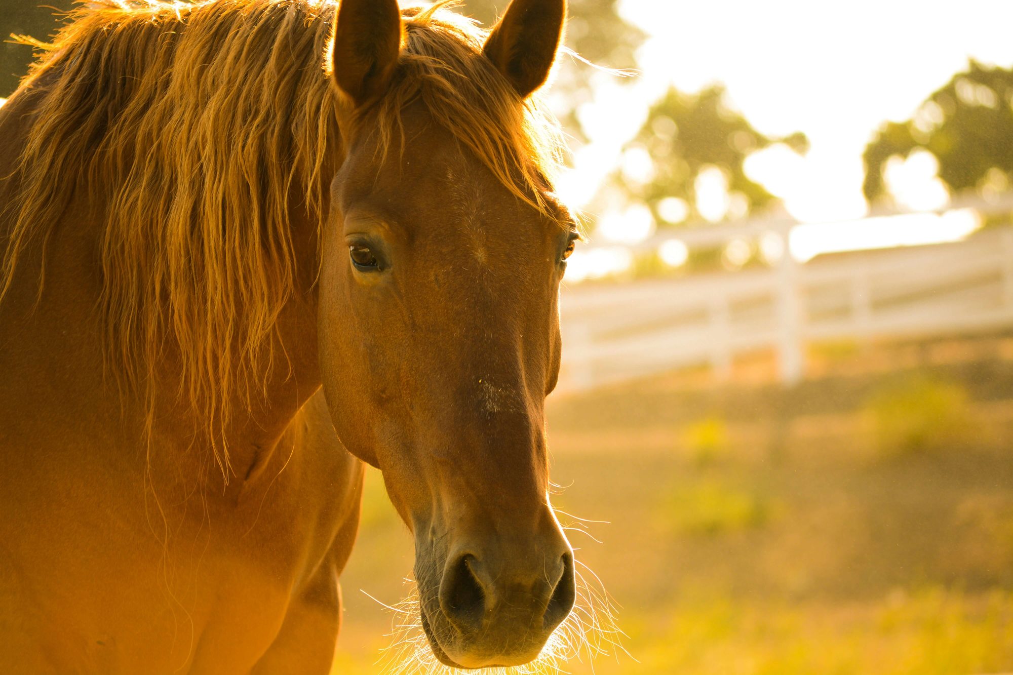 Horse at golden hour in a Southern California pasture