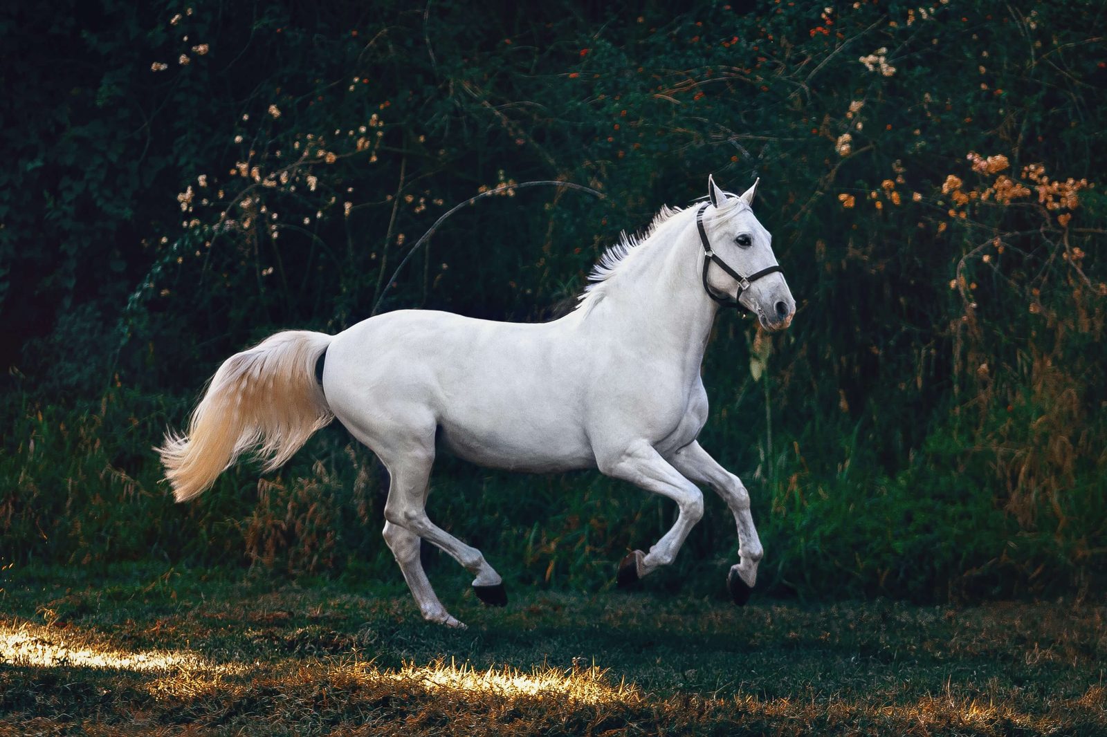White horse running freely in a pasture